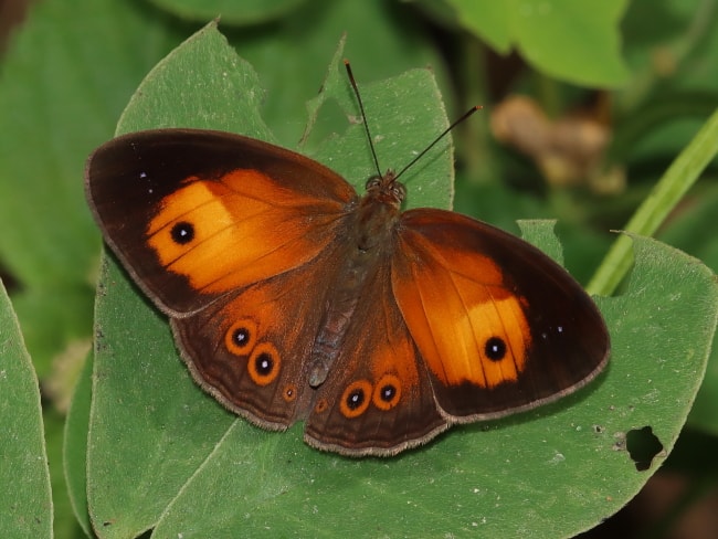 Mydosama terminus (Orange Bush-brown)