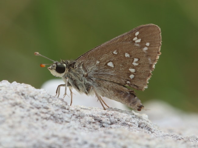 Proeidosa polysema (Spinifex Sand-skipper)