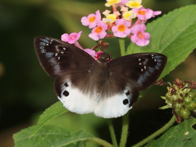 Tagiades japetus (Pied Flat)
