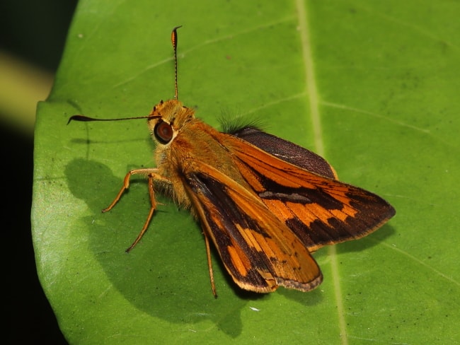 Telicota paceka (Narrow-brand Darter)