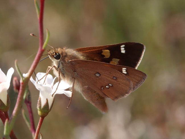 Hesperilla chrysotricha (Golden-haired Sedge-skipper)