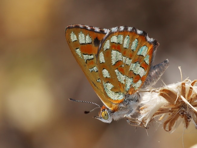 Hypochrysops halyaetus (Western Jewel)