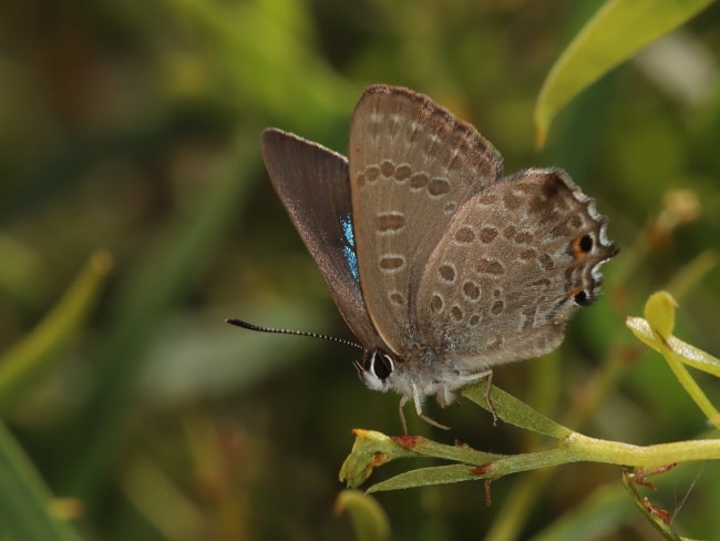 Jalmenus inous (Varied Hairstreak)