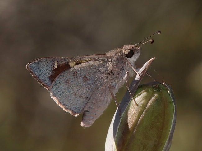 Mesodina cyanophracta (Blue Iris-skipper)