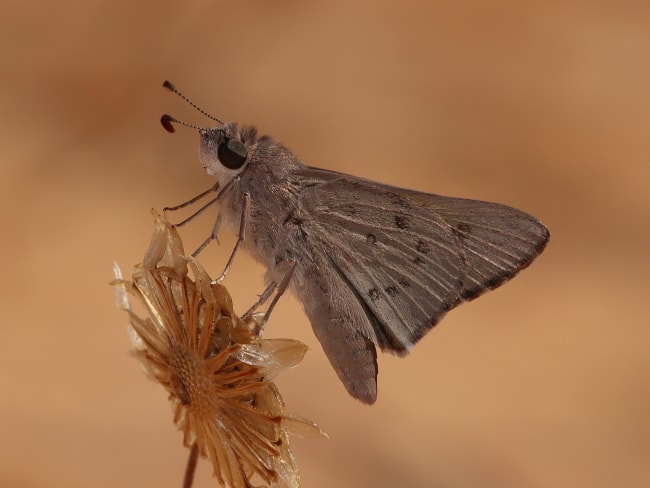 Mesodina hayi (Narrow-winged Iris-skipper)