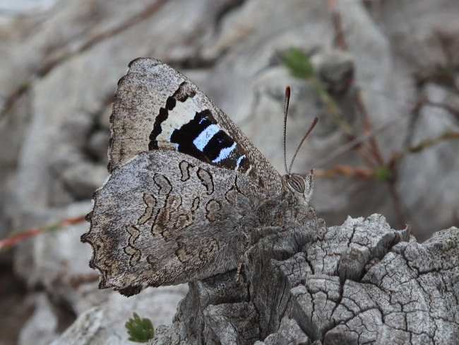 Ogyris idmo (Large Bronze Azure)