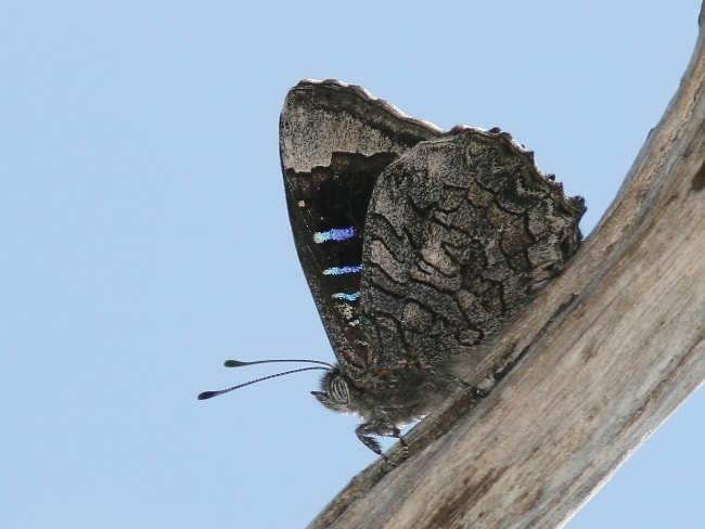 Ogyris olane (Broad-margined Azure)