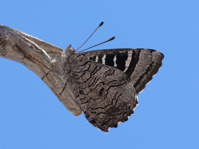 Ogyris oroetes (Silky Azure)