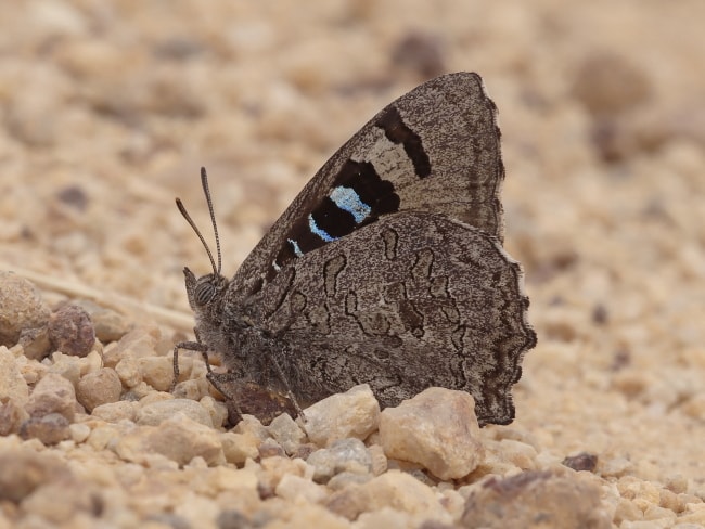 Ogyris petrina (Arid Bronze Azure)