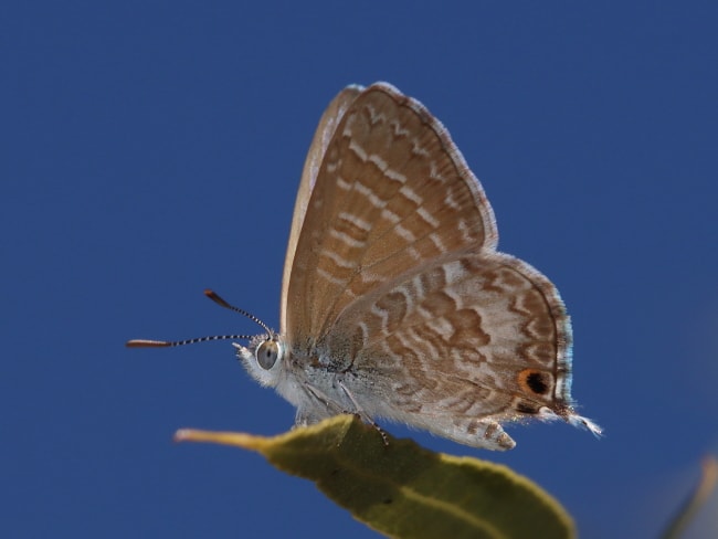 Theclinesthes miskini (Wattle Blue)