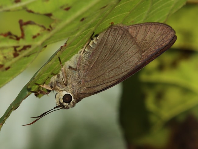 Badamia exclamationis (Narrow-winged Awl)