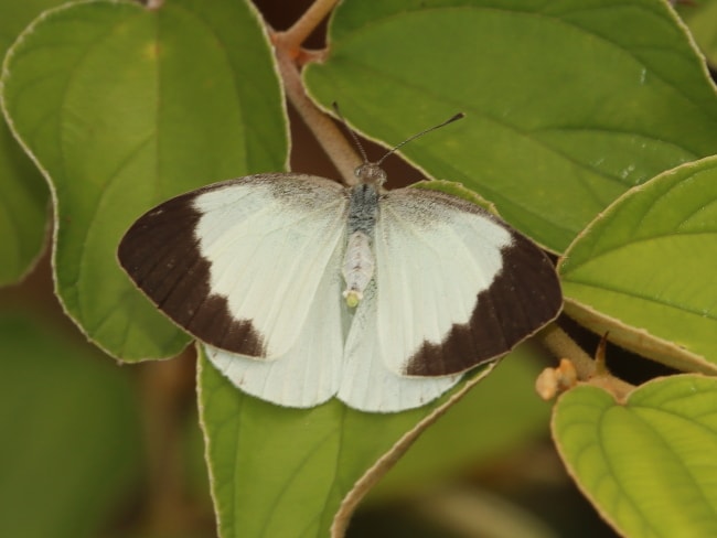 Elodina perdita (Delicate Pearl-white)
