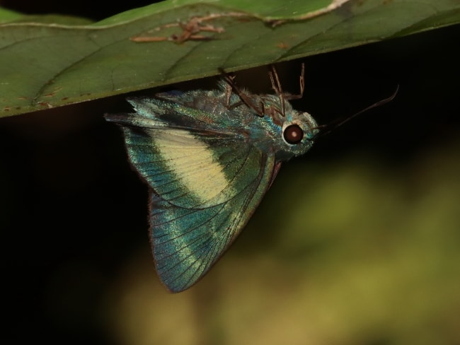 Hasora discolora (Green Awl)