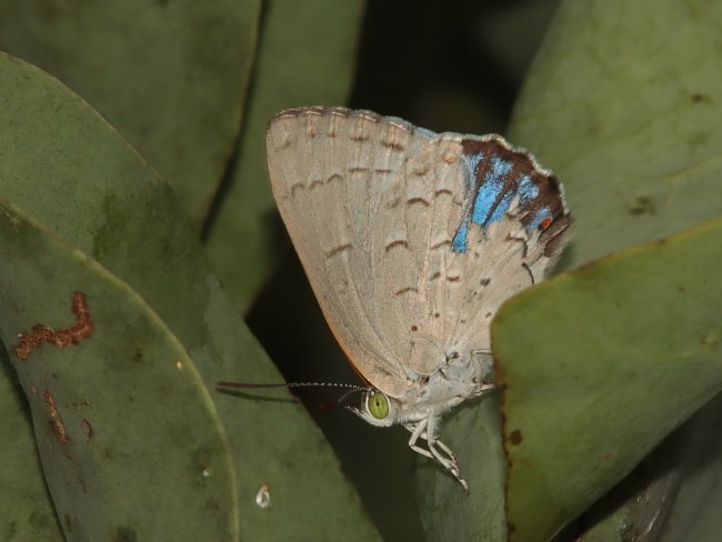 Hypochrysops digglesii (Silky Jewel)