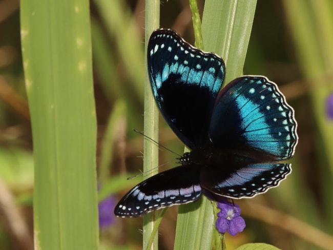 Hypolimnas alimena (Blue-banded Eggfly)