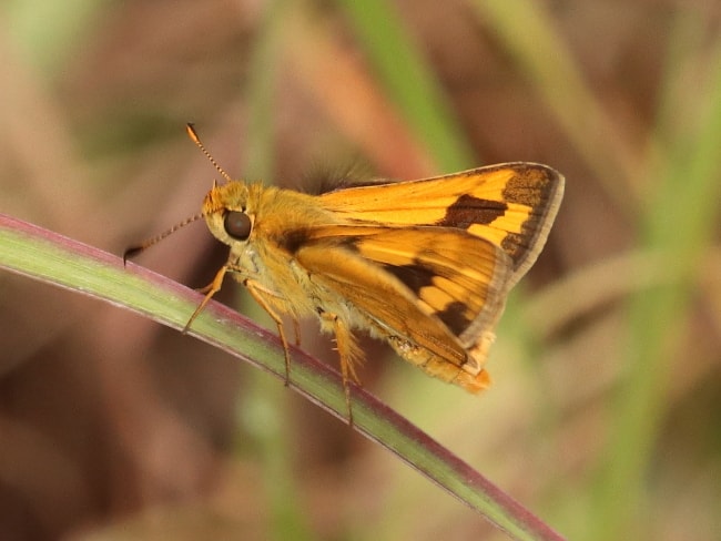 Ocybadistes hypomeloma (White-margined Grass-dart)