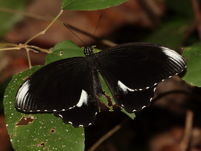 Papilio ambrax (Ambrax Swallowtail)