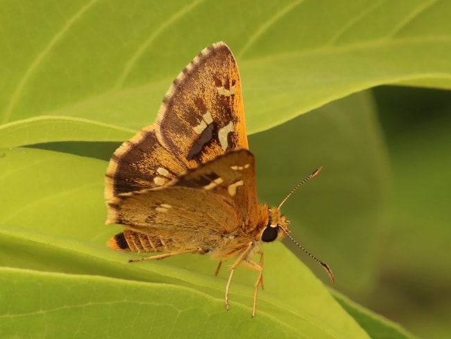 Toxidia xiphiphora (Sword-brand Grass-skipper)