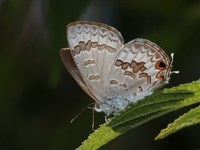 Catopyrops florinda (Speckled Line-blue)