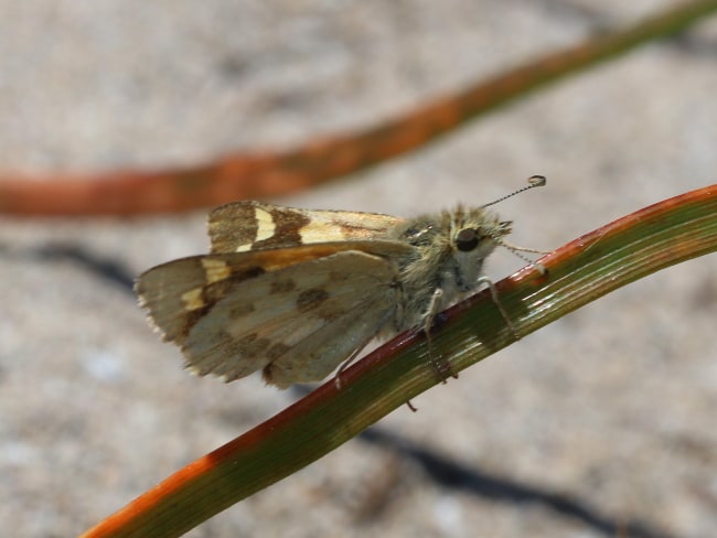 Croitana flavescens (Yellow Sand Skipper)
