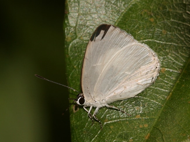 Eirmocides helenita (Shining Pencil-blue)