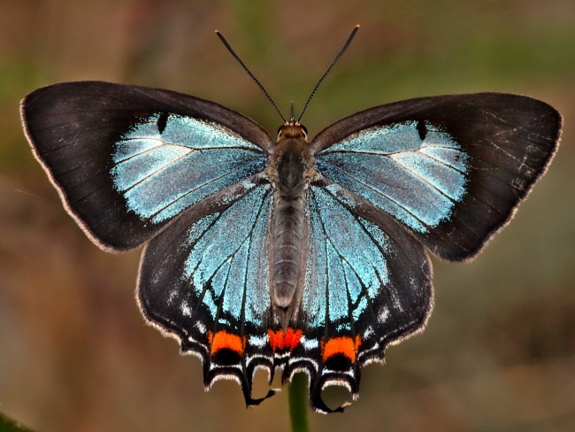 Jalmenus evagoras (Imperial Blue)