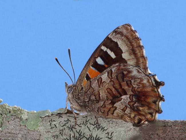 Ogyris amaryllis (Satin Azure)