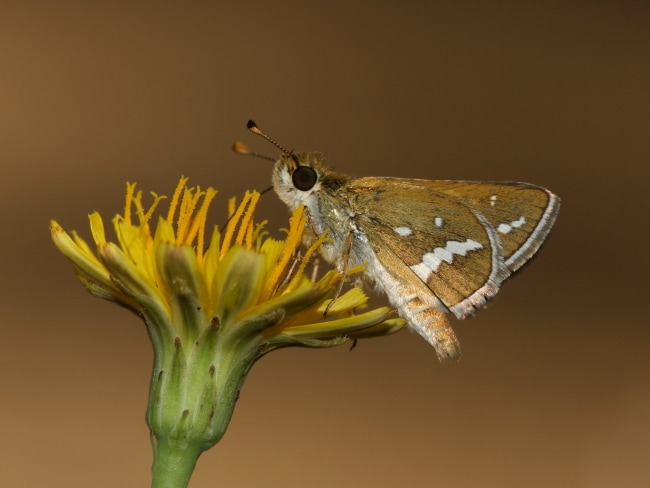 Taractrocera papyria papyria (White-banded Grass-dart)