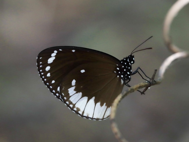 Euploea darchia niveata (White-margined Crow)