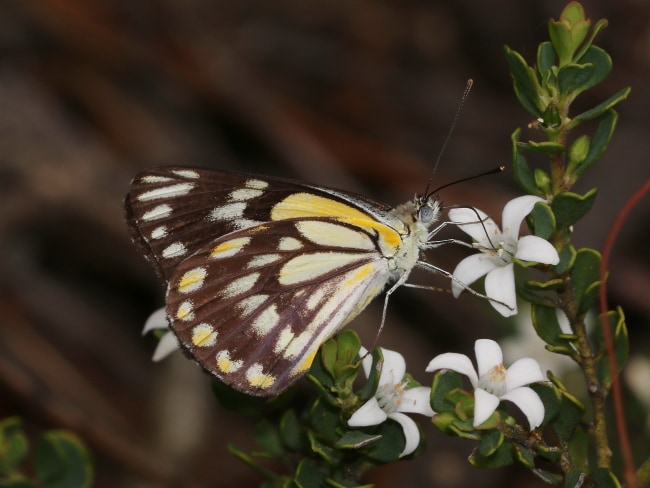 Belenois java (Caper White)