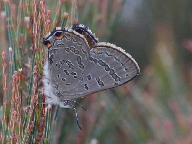 Acrodipsas aurata (Golden Ant-blue)