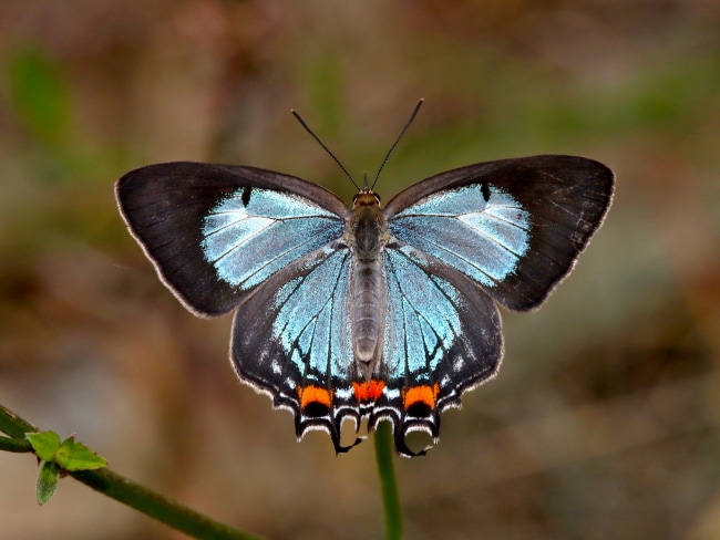 Jalmenus evagoras (Imperial Blue)