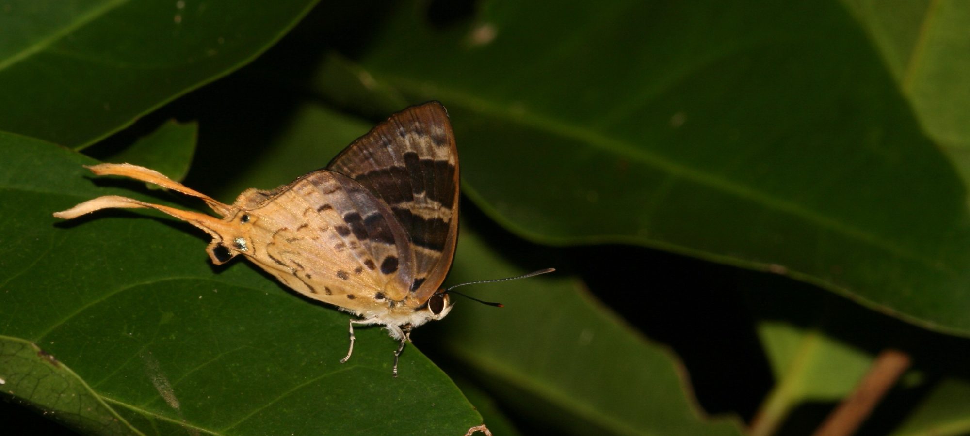 Bindahara phocides Sword-tailed Flash