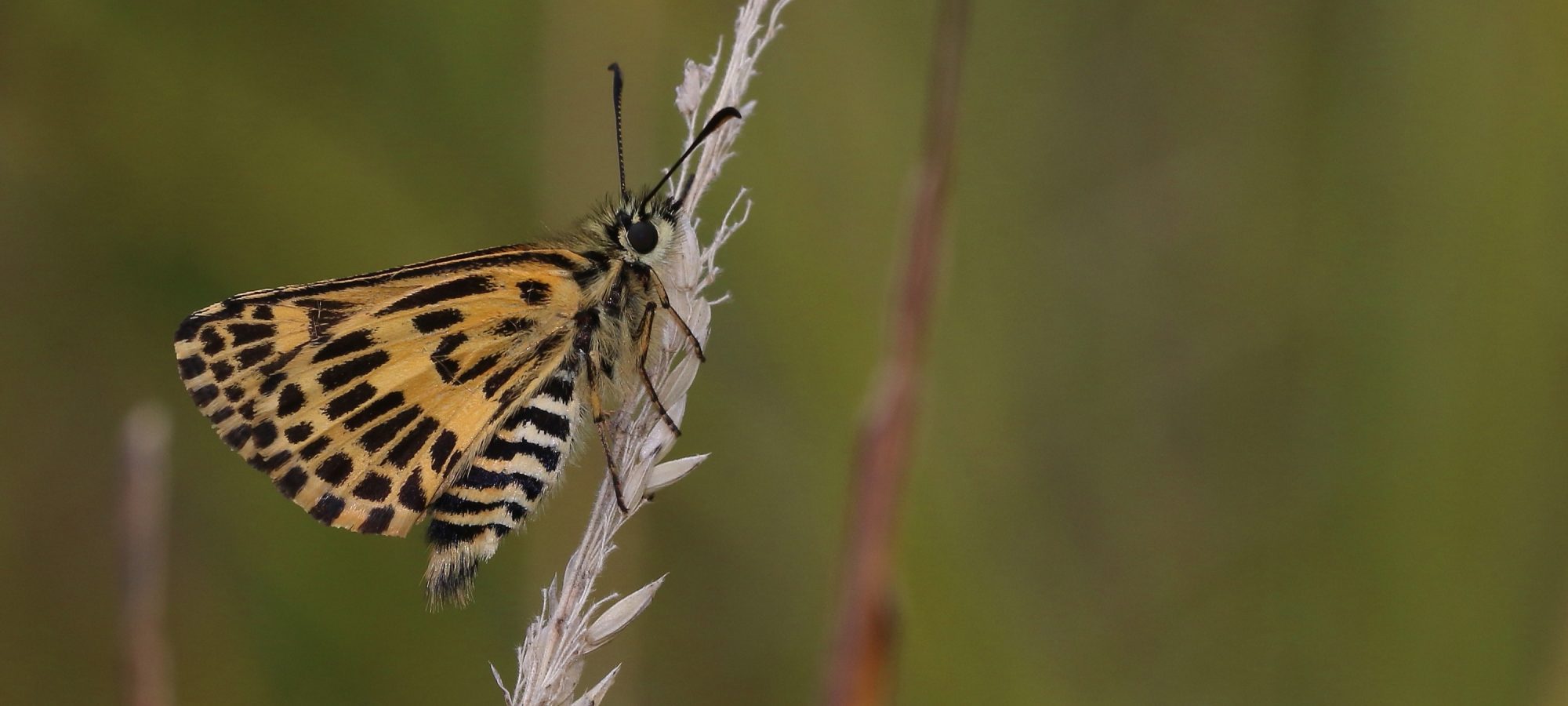 Oreisplanus munionga Alpine Sedge-skipper